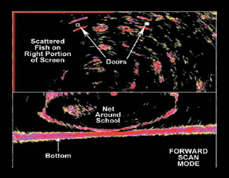 TCS785 trawl sonar showing trawl doors and net around school